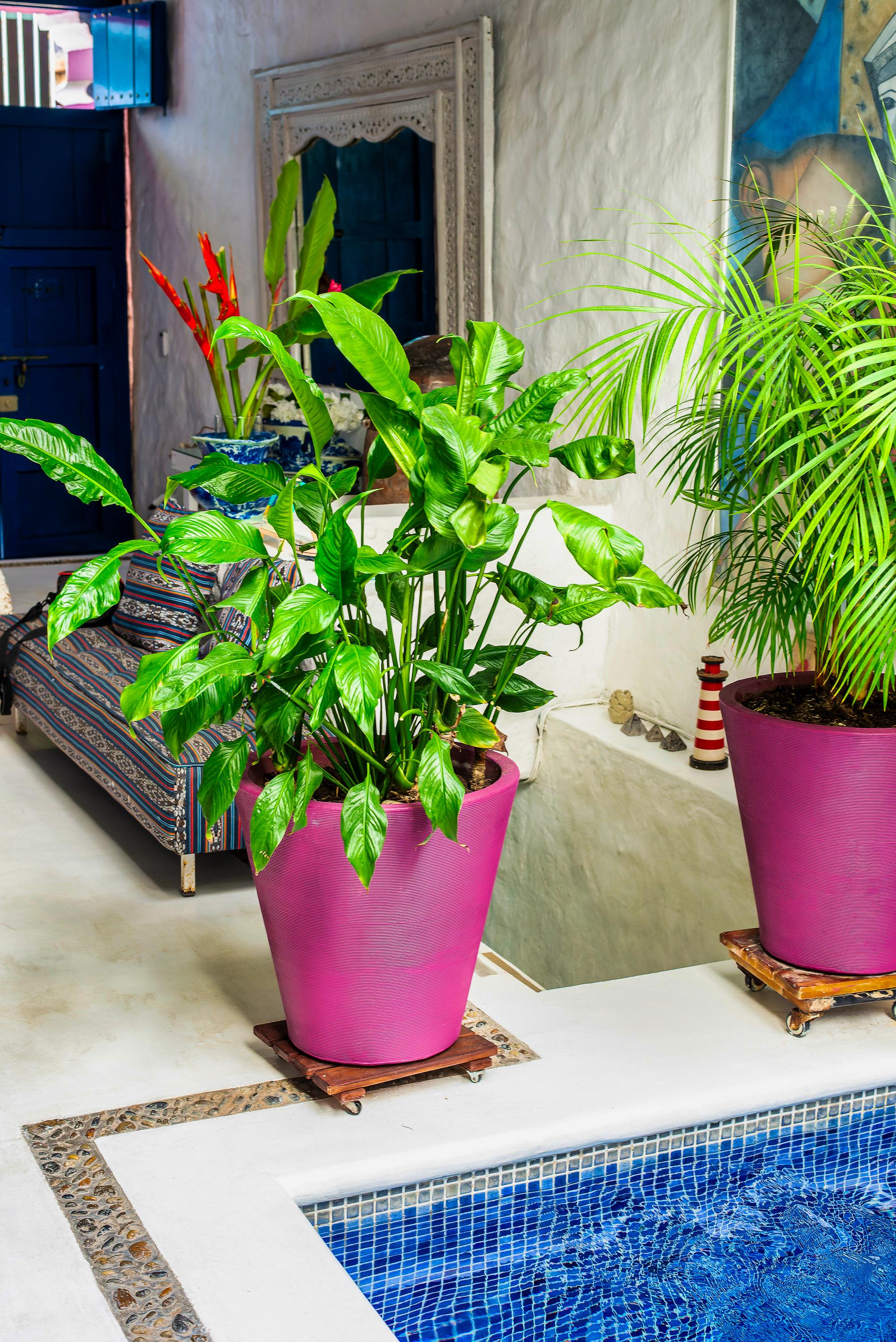 Piscina con plantas tropicales en macetas rosadas de casa privada en Cartagena de Indias