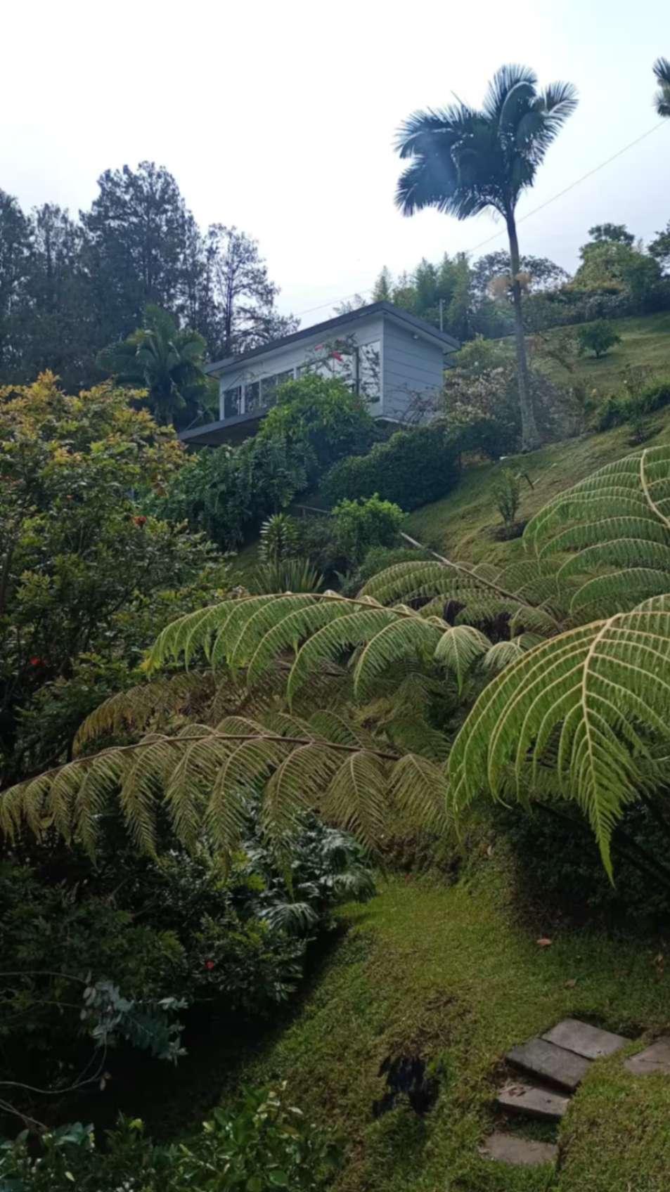 Jardín tropical con helechos gigantes y vegetación exuberante en villa de lujo Peñol Guatapé